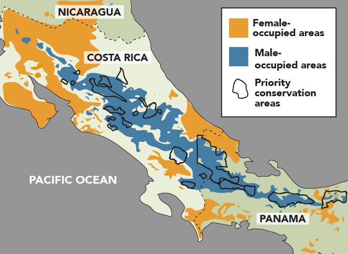 Smithsonian researcher Ruth Bennett showed that male and female Golden-winged Warblers overwinter in separate habitats, but conservation planning tends to focus on male-dominated areas. Map adapted from Bennett, R.E. et al. 2019. Overlooked sexual segregation of habitats exposes female migratory landbirds to threats. Biological Conservation. Graphic by Jillian Ditner.