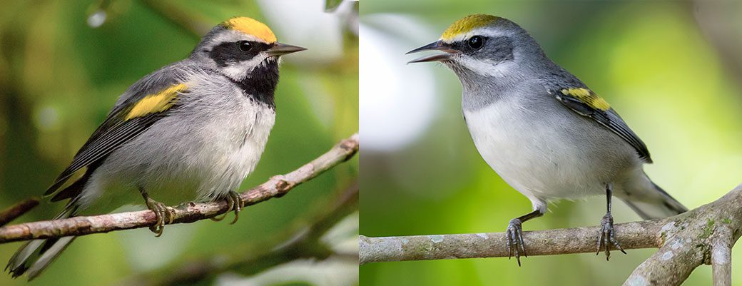 Golden-winged Warblers. Male (left) by Yeray Seminario, female by Fernando Sequeria, both from Macaulay Library.