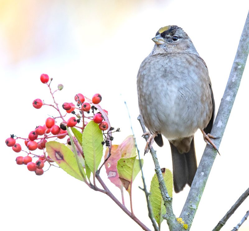 a Golden-crowned Sparrow seen during the bird walk. Photo by Vivek Khanzode.