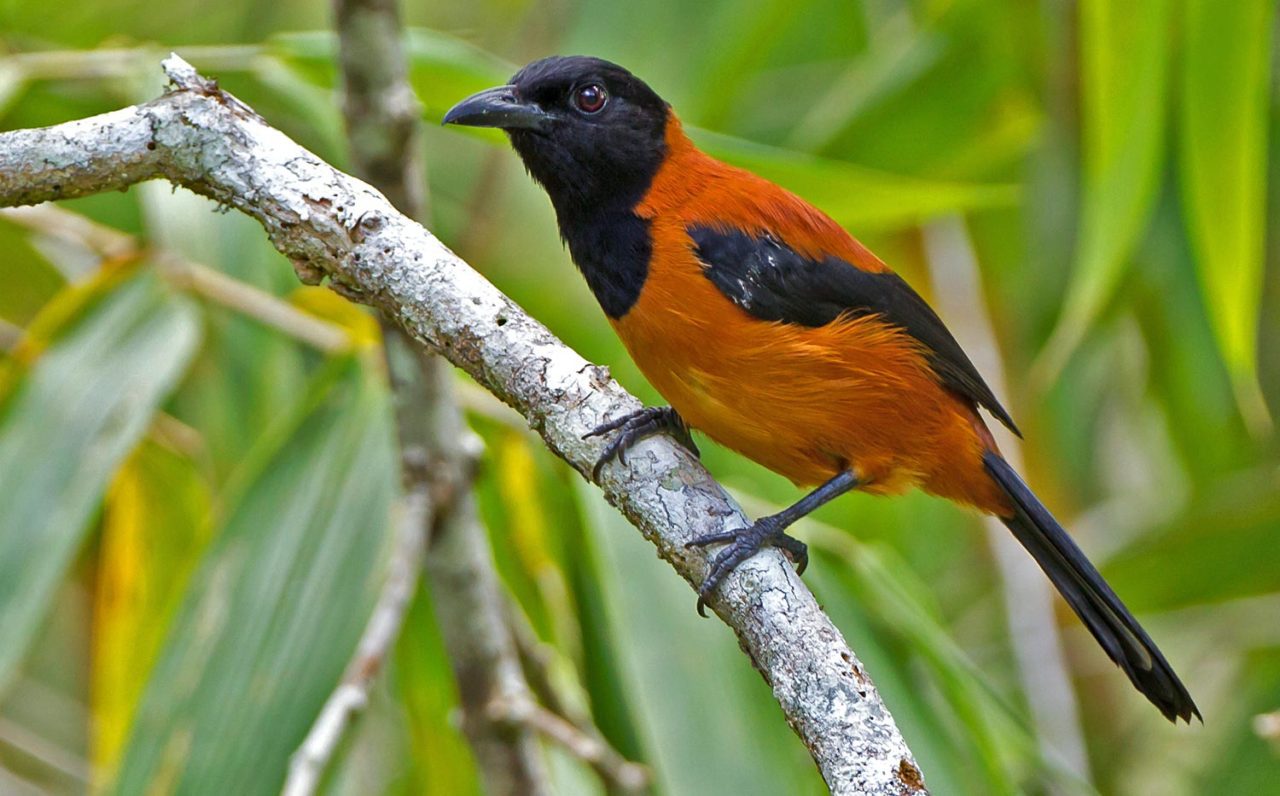 Hooded Pitohui, by ??
