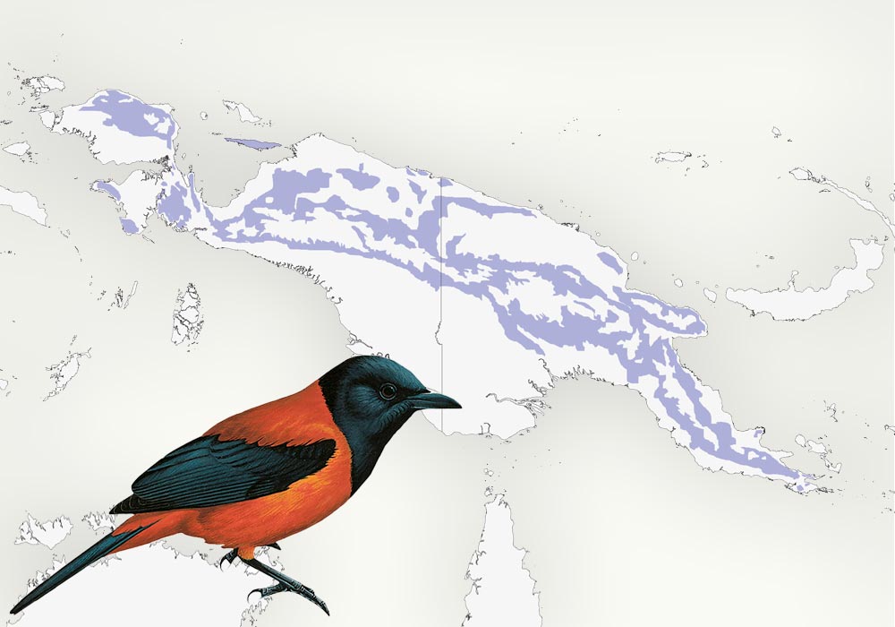 Range: Asia, in parts of New Guinea and Japen Island. Maps: Lynx Edicions/Birdlife International, illustrations: Lynx Edicions
