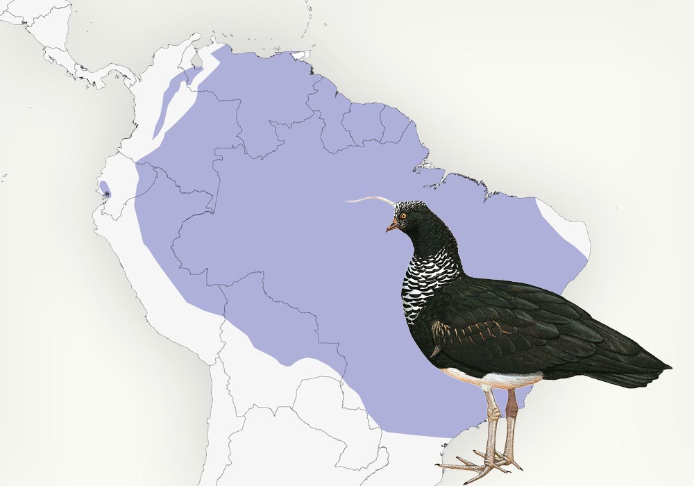 Range: South America, from Colombia and Venezuela to Paraguay and southern Brazil. Maps: Lynx Edicions/Birdlife International, illustrations: Lynx Edicions