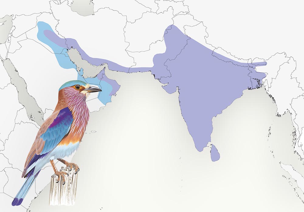 Indian Roller range: Range: Asia, from the eastern Arabian Peninsula east to southeast Asia, Maps: Lynx Edicions/Birdlife International, illustrations: Lynx Edicions
