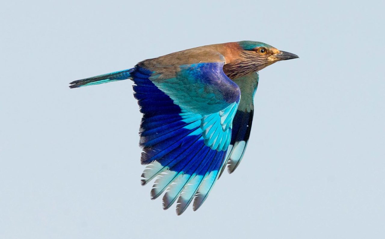 Indian ROller. Photo by David Irving/Macaulay Library