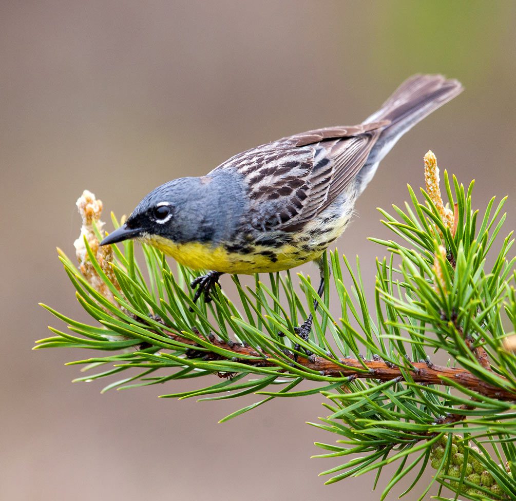 Kirtland’s Warbler by Nathan Cooper