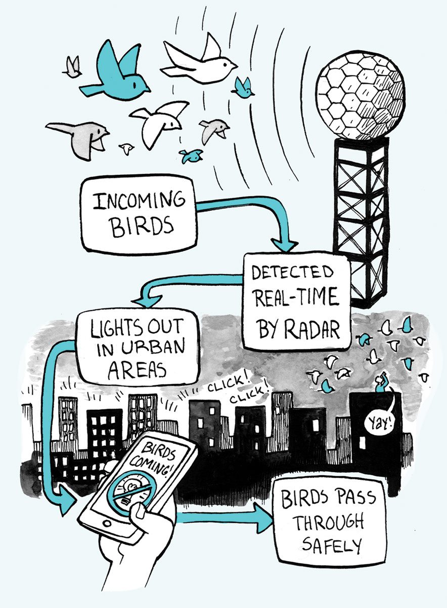 Birding in the Year 2025: Conservation and data. Illustration by Virginia Greene.