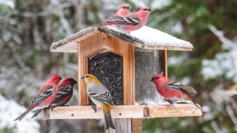 Pine Grosbeaks and a Common Redpoll visit a public feeder in Minnesota’s Sax-Zim Bog. Photo by Sparky Stensaas.