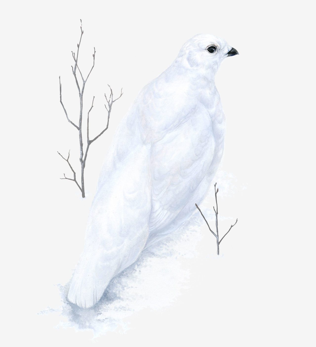 White-tailed Ptarmigan in winter plumage, illustrations by Bartels Science Illustrator Jen Lobo