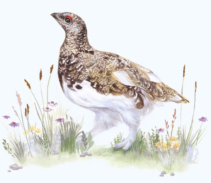 A White-tailed Ptarmigan in summer plumage.