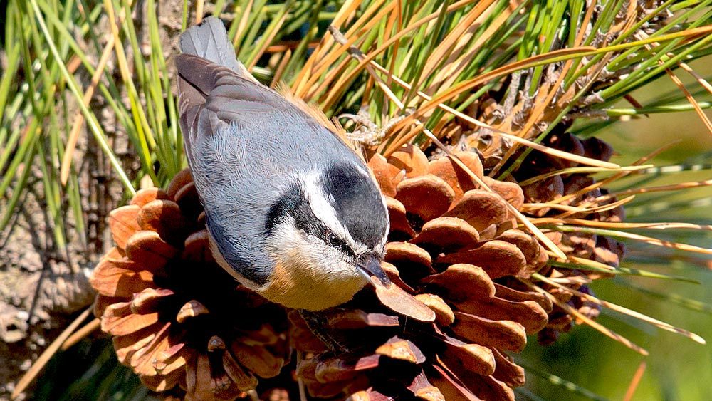 Red-breasted Nuthatch by David Speiser