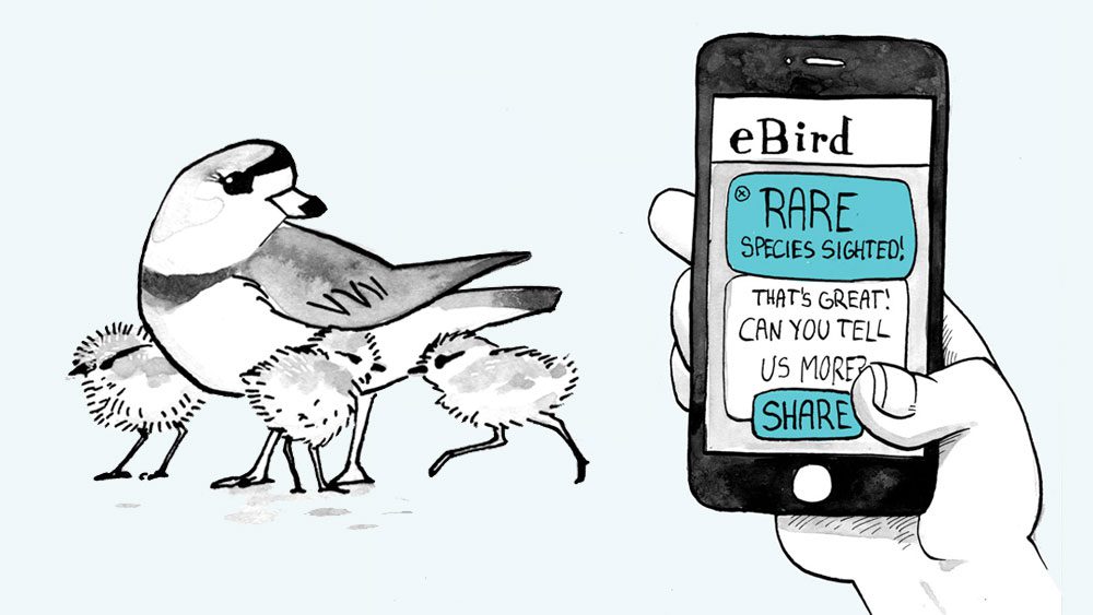 BirbWatch · player info