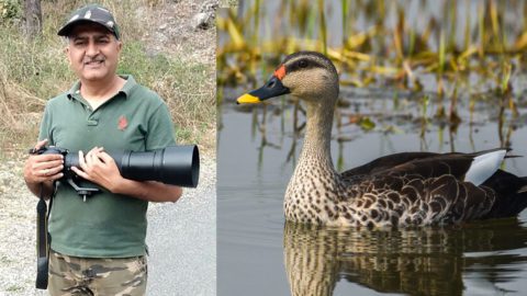 Sanji Khanna and Indian-spotted DUck by him in Macaulay Library, October 2019 eBirder of the month