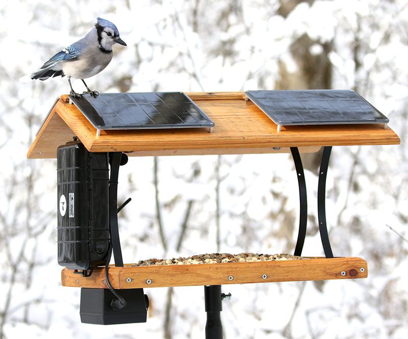 The Cornell Lab of Ornithology has helped develop a prototype of a smart bird feeder that includes a digital camera, audio recording unit, and Wi-Fi connectivity—all powered by solar panels. Photo by Kevin McGowan.