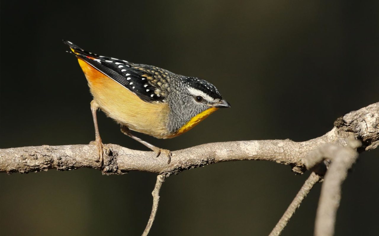 Spotted Pardalote by David Ongley/Macaulay Library.