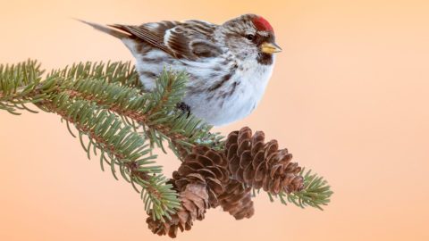 A Common Redpoll perched against a glowing backdrop of golden tamarack needles in Minnesota’s Sax-Zim Bog. Photo by Mike Lentz.