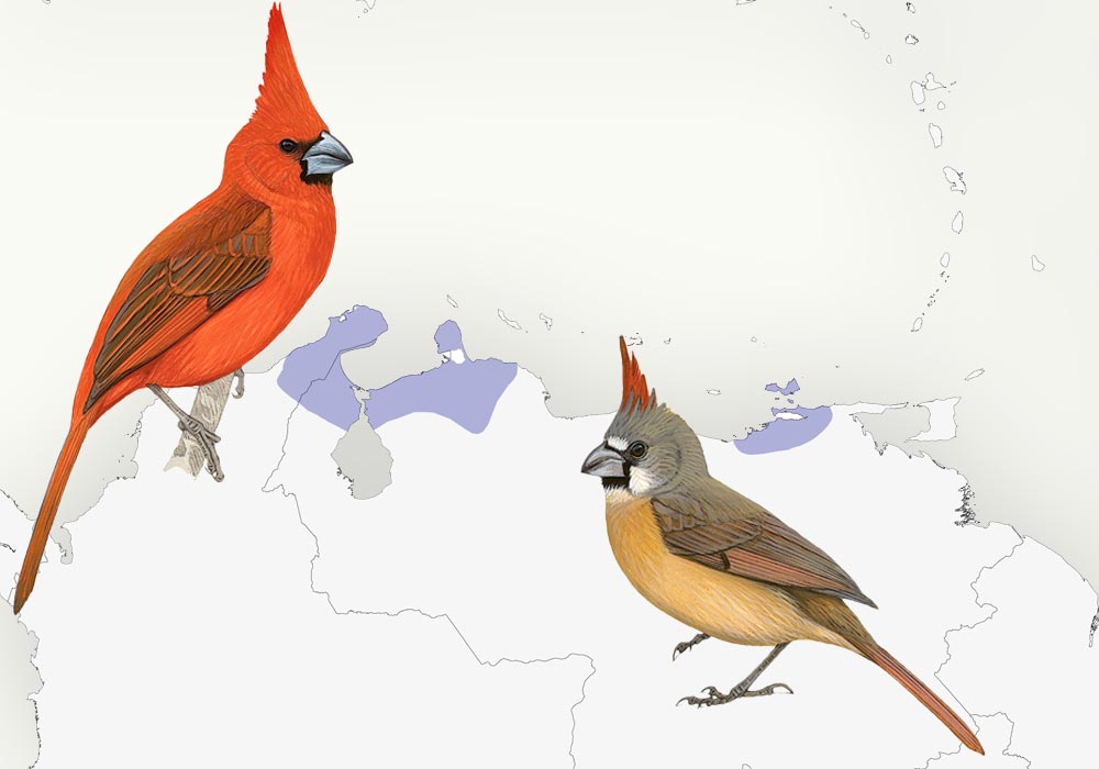 Range: South America, along the northern coasts of Colombia and Venezuela. Maps: Lynx Edicions/Birdlife International, illustrations: Lynx Edicions