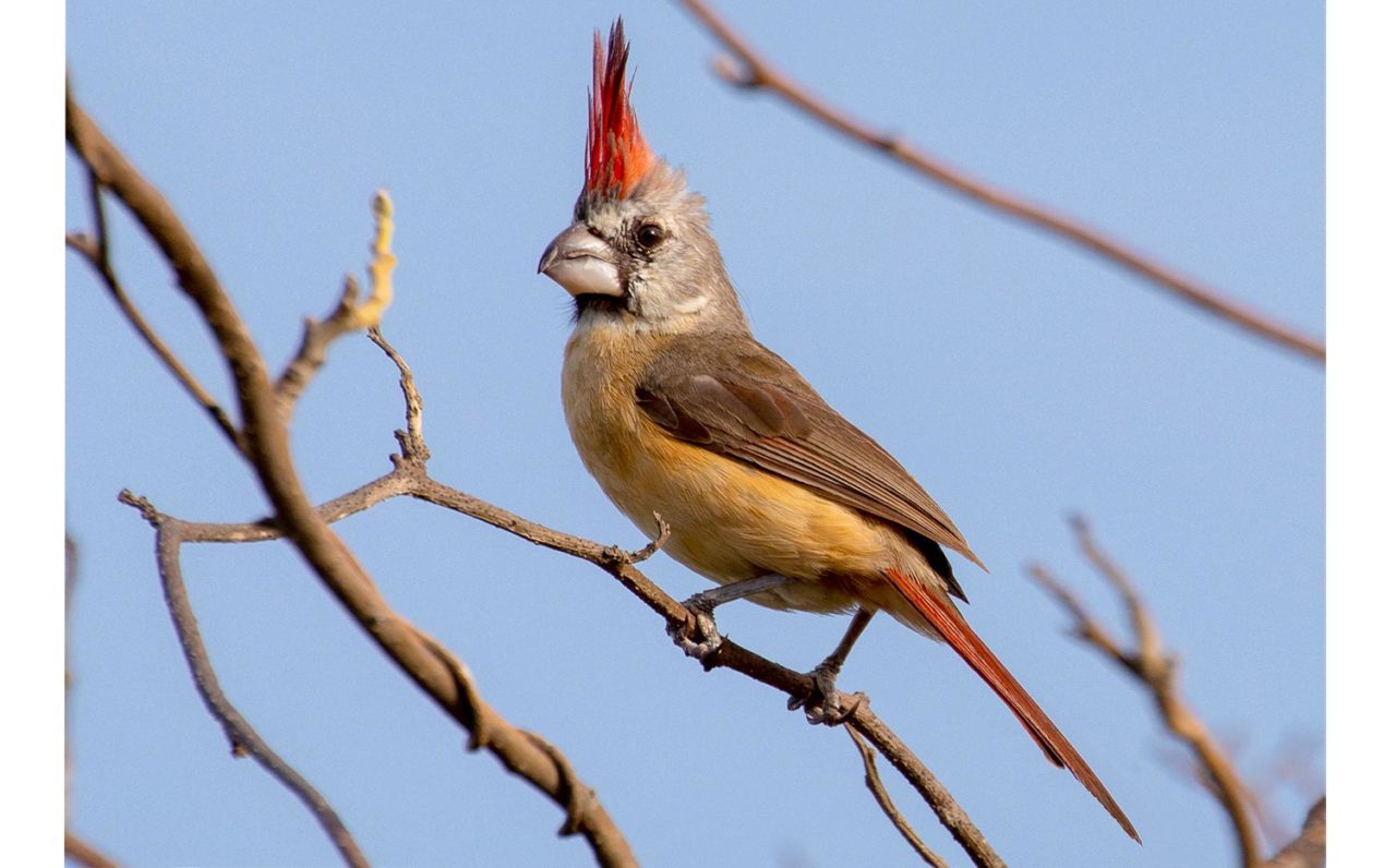 Vermilion Cardinal by Steve McInnis/Macaulay Library