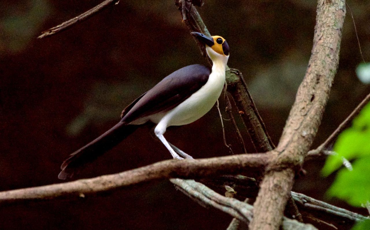 White-necked Rockfowl by Marilyn Henry/Macaulay Library.
