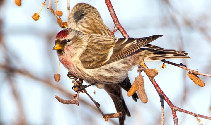 Each birch catkin contains hundreds of tiny winged seeds that are a winter feast for Common Redpolls. Photo by Marie Read.