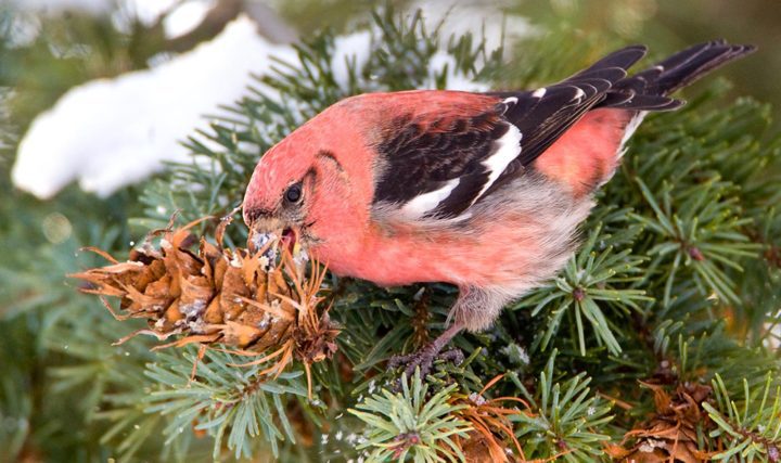 White-winged Crossbill by Marie Read