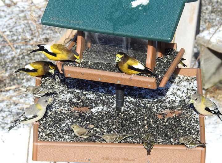 Evening Grosbeaks and Pine Siskins (and one American Goldfinch)devour seeds outside the Algonquin Visitor Centre at Ontario’s Algonquin Provincial Park. Photo by Jean Iron.