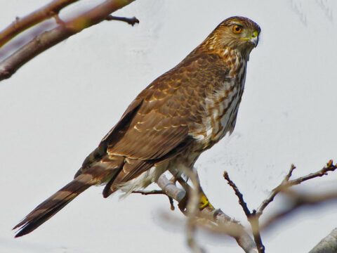 If a hawk takes up residence in your yard, like this Cooper