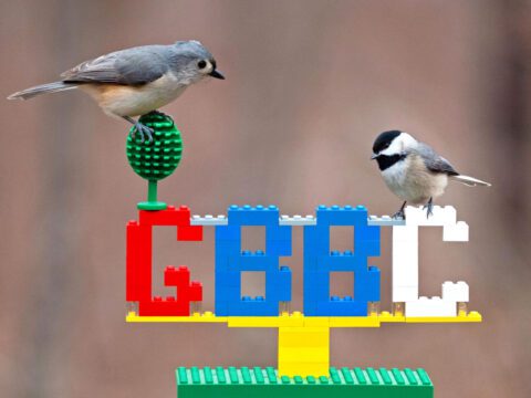 Two little birds stand on a Lego sign that spells out GBBC.
