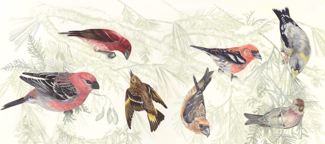 Winter finches. Illustration by Jen Lobo