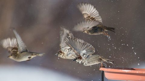 House Sparrows by Bonnie Coe/PFW
