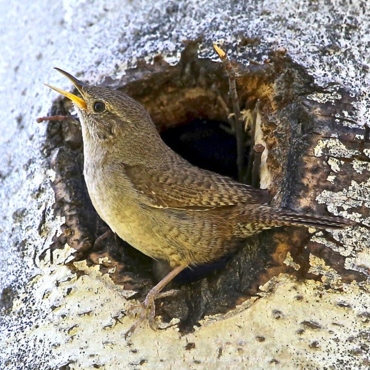 A House Wren at its tree cavity home. Photo by Ceredig Roberts by Birdshare.