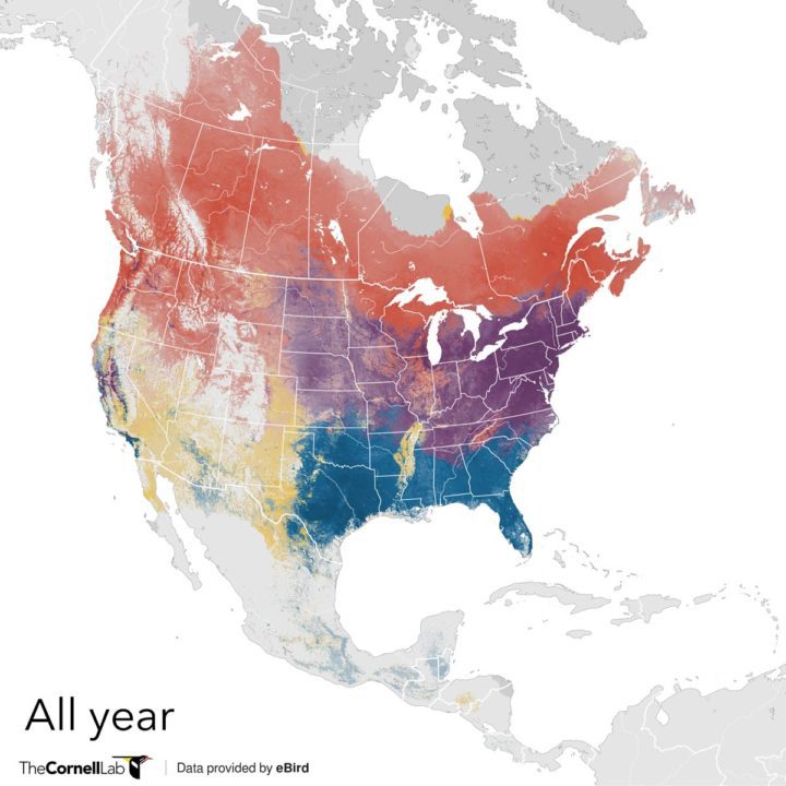 Cedar Waxwing year-round abundance map via eBird