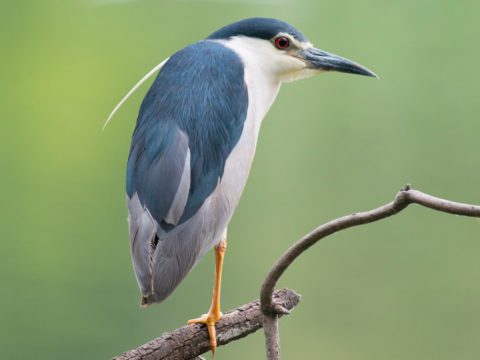 Black-crowned Night-Heron perches on branch