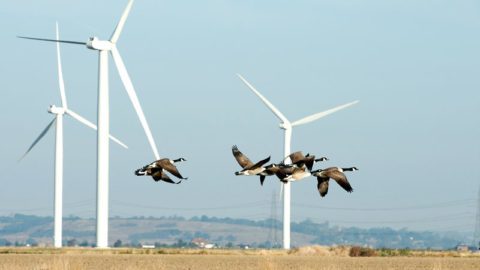 Canada Geese fly by a turbine. Photo by Johnny Greig/iStock.