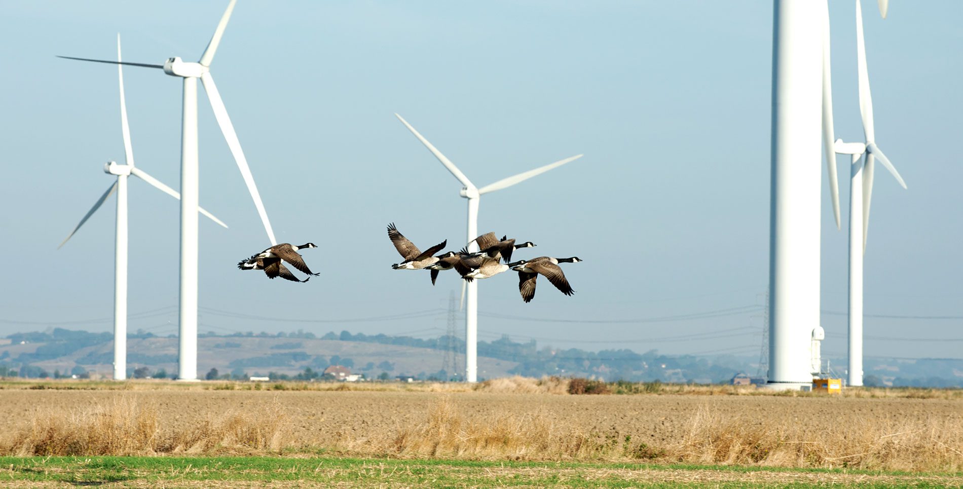 Canada Geese fly by a turbine. Photo by Johnny Greig/iStock