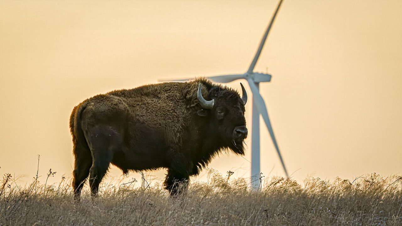 Bison on the prairie. Photo by Jonathan Fiely.