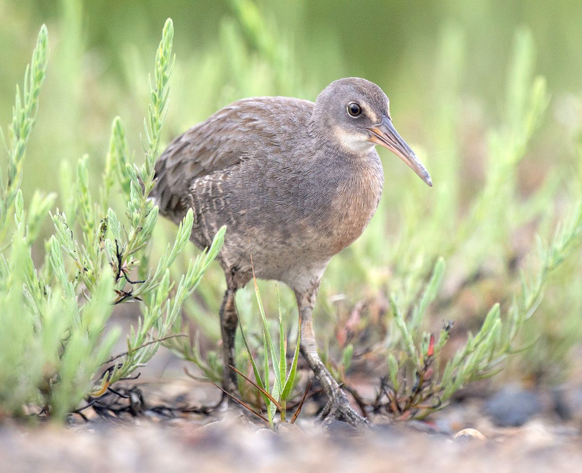 Clapper Rail by Photo by Ray Hennessy