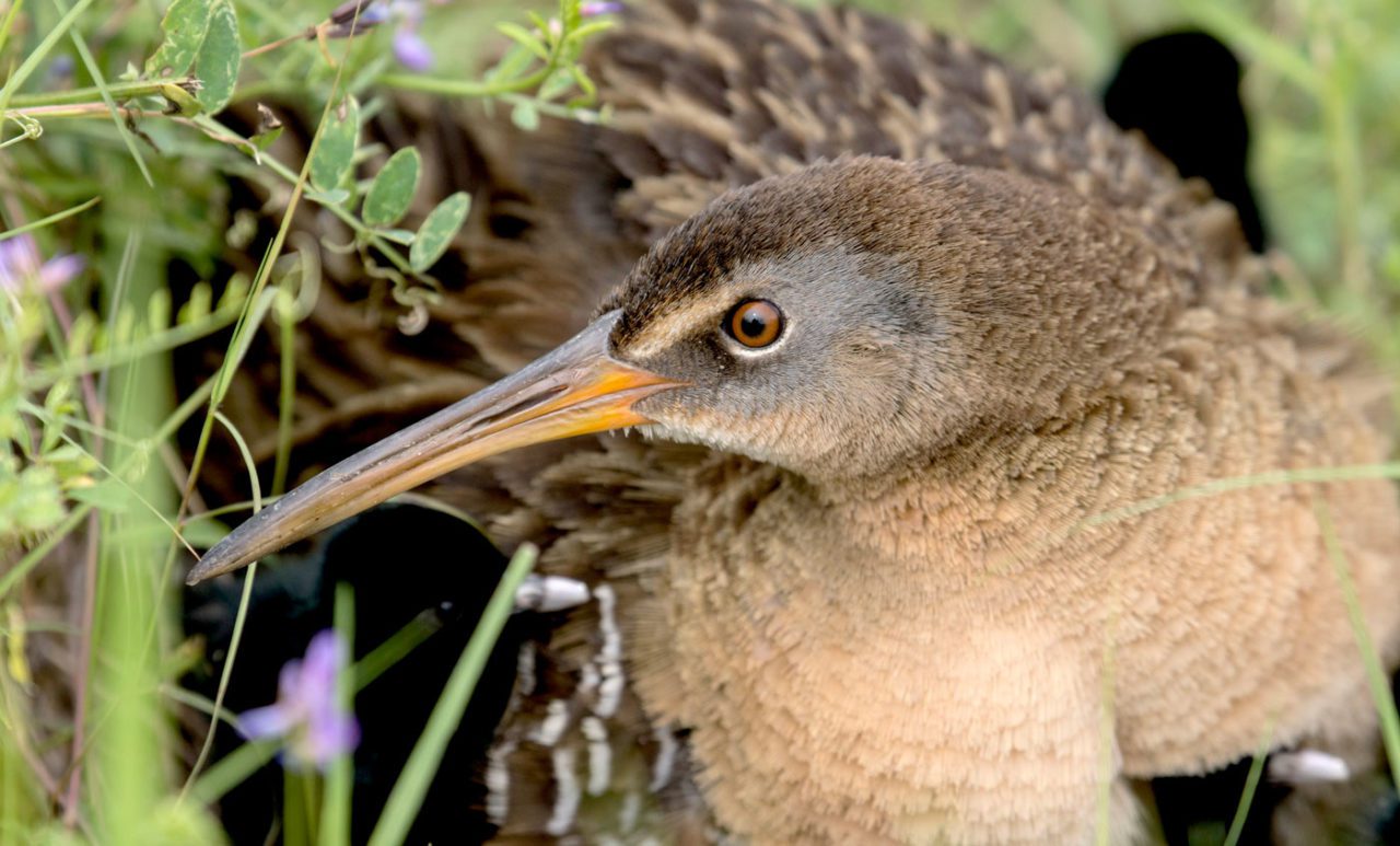 Clapper Rail by Marky Mutchler/Macaulay Library.