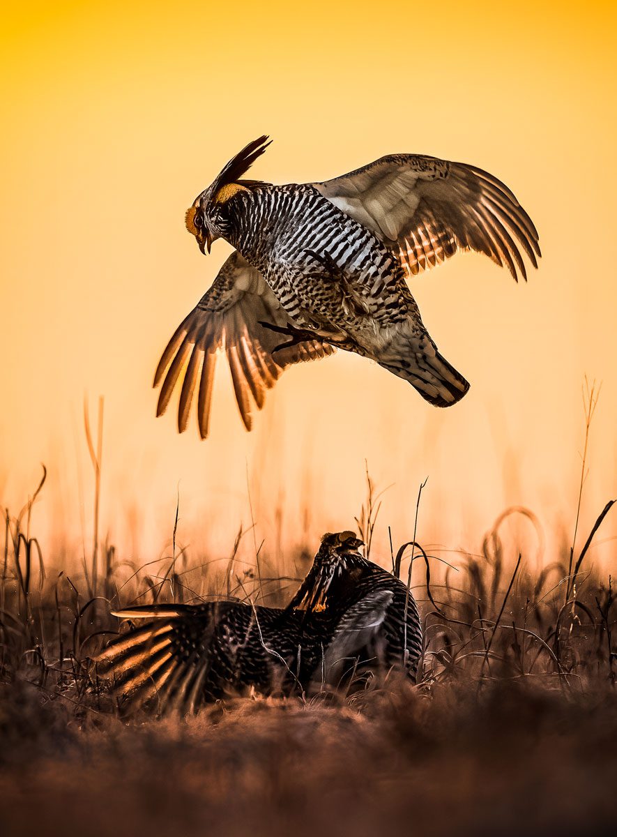 In spring, male Greater Prairie-Chickens fight for dominance on leks that attract hens from miles around. Photo by Jonathan Fiely.