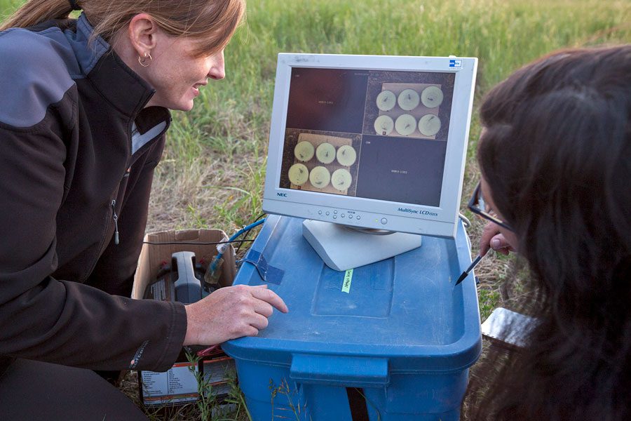University of Saskatchewan scientists Christy Morrissey and Margaret Eng watched the sparrows via a video feed. Photos by Connor Stefanison