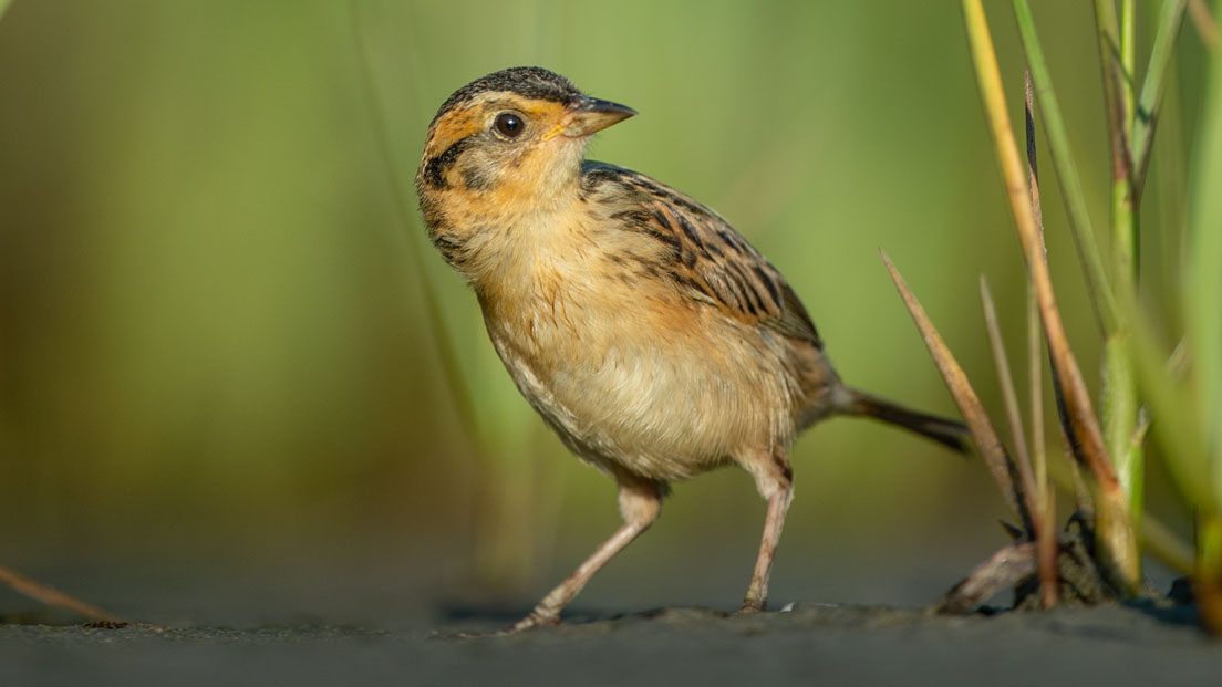 Sea Change: As Sea Levels Rise, Can Saltmarshes Be Saved? | All About Birds  All About Birds