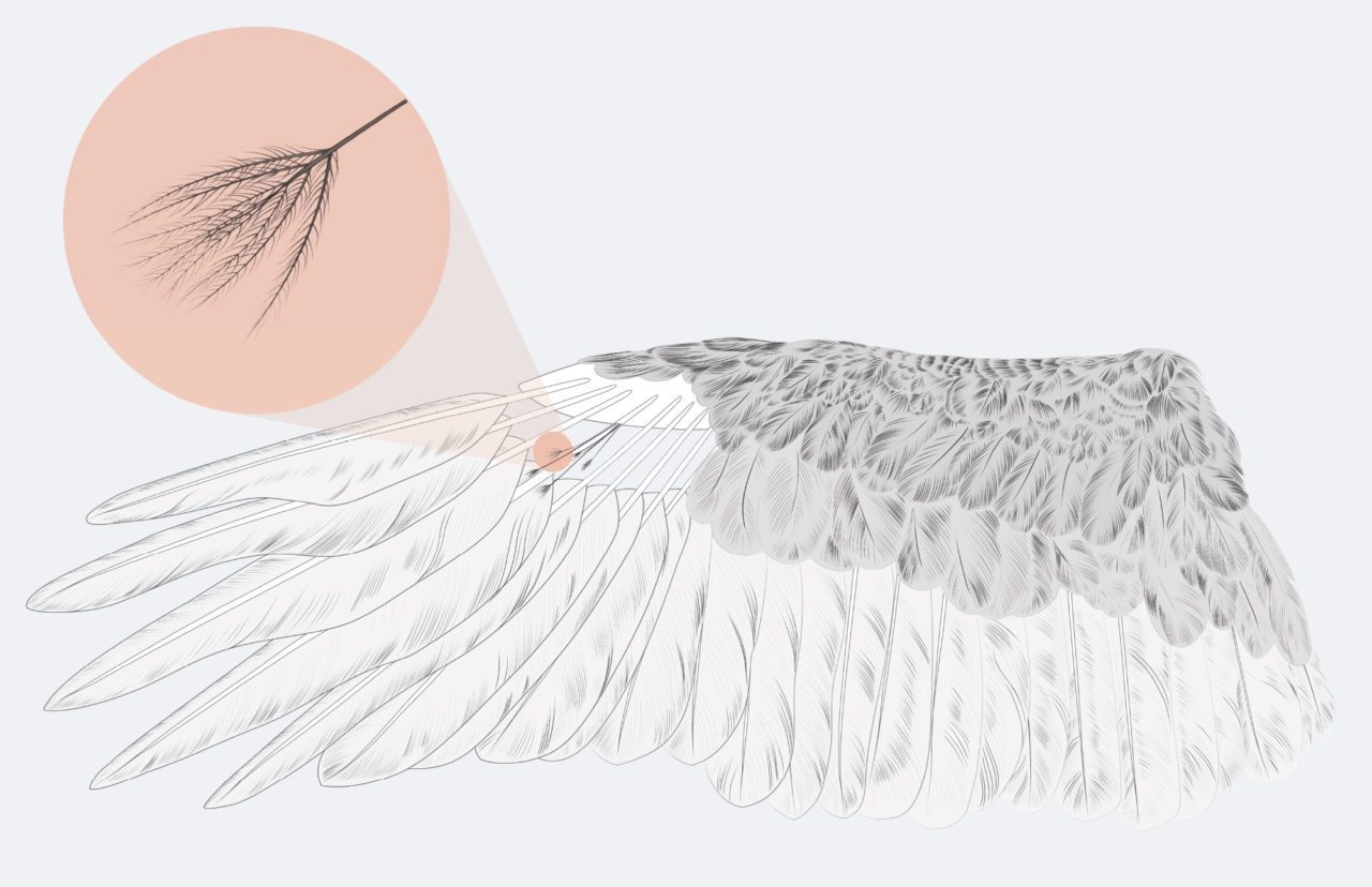 Tiny filoplumes are adjacent to larger feathers and may play a role in helping birds assess or repair feather damage. Illustration by Jen Lobo, Bartels Science Illustrator.
