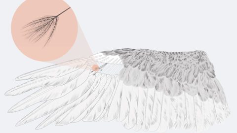 Tiny filoplumes are adjacent to larger feathers and may play a role in helping birds assess or repair feather damage. Illustration by Jen Lobo, Bartels Science Illustrator.