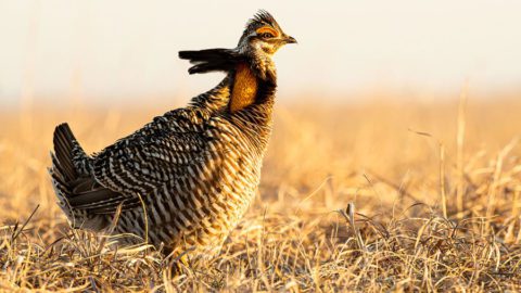 Greater Prairie-Chicken by Jonathan Fiely