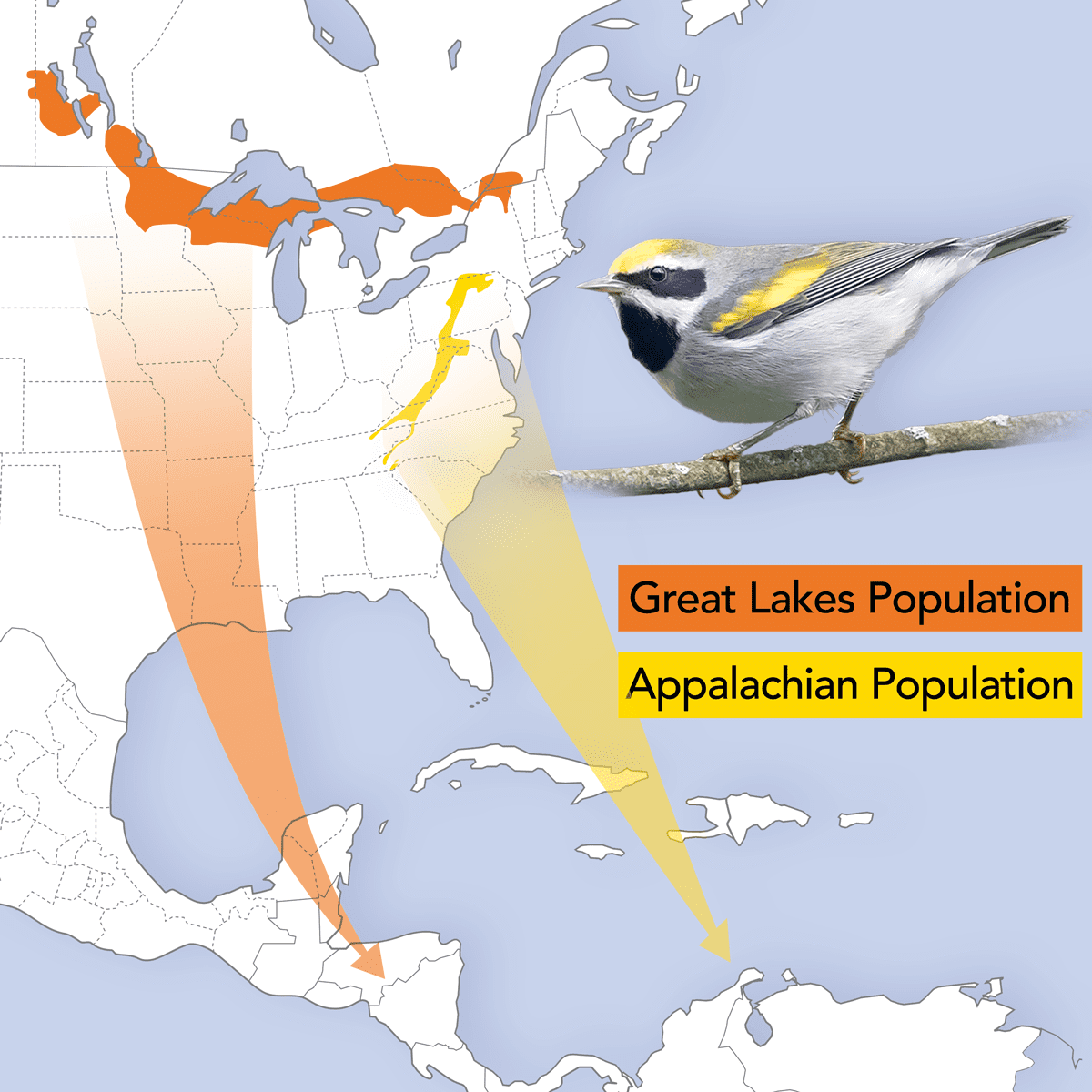 Golden-winged Warblers that breed in different regions tend to winter in different places as well, and these differences are tied to variations in the VPS13A gene. Graphic by Jillian Ditner; Golden-winged Warbler by Brendan Klick/Macaulay Library