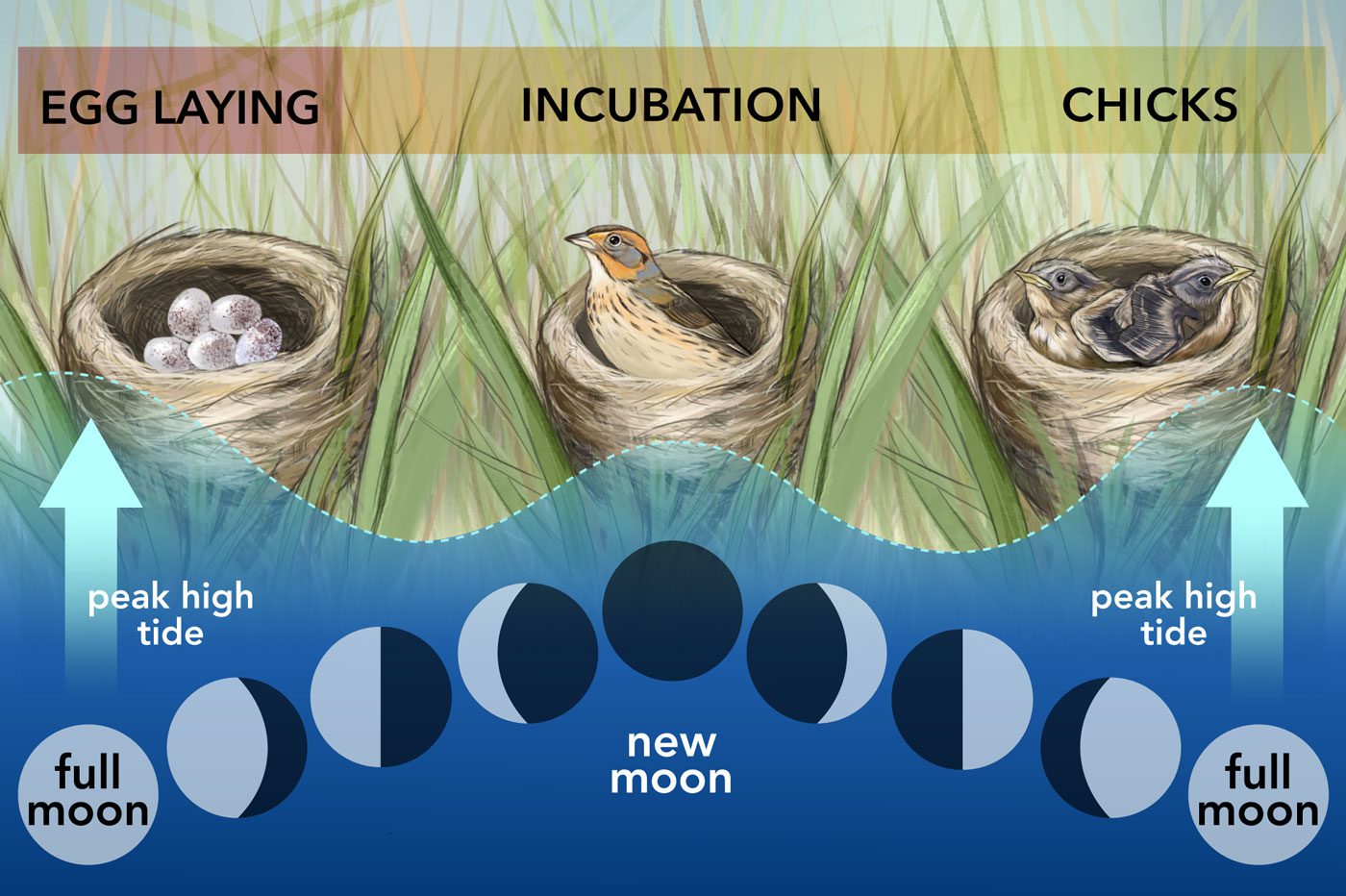 Moon cycles and the Saltmarsh Sparrow. Source: Jennifer Walsh/Cornell Lab of Ornithology. Infographic by Jillian Ditner.
