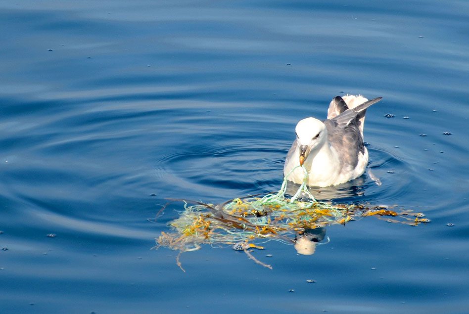 The decomposing algae that adheres to floating plastic can make it smell and taste like food to a Northern Fulmar. Photo by Susanne Kuehn.