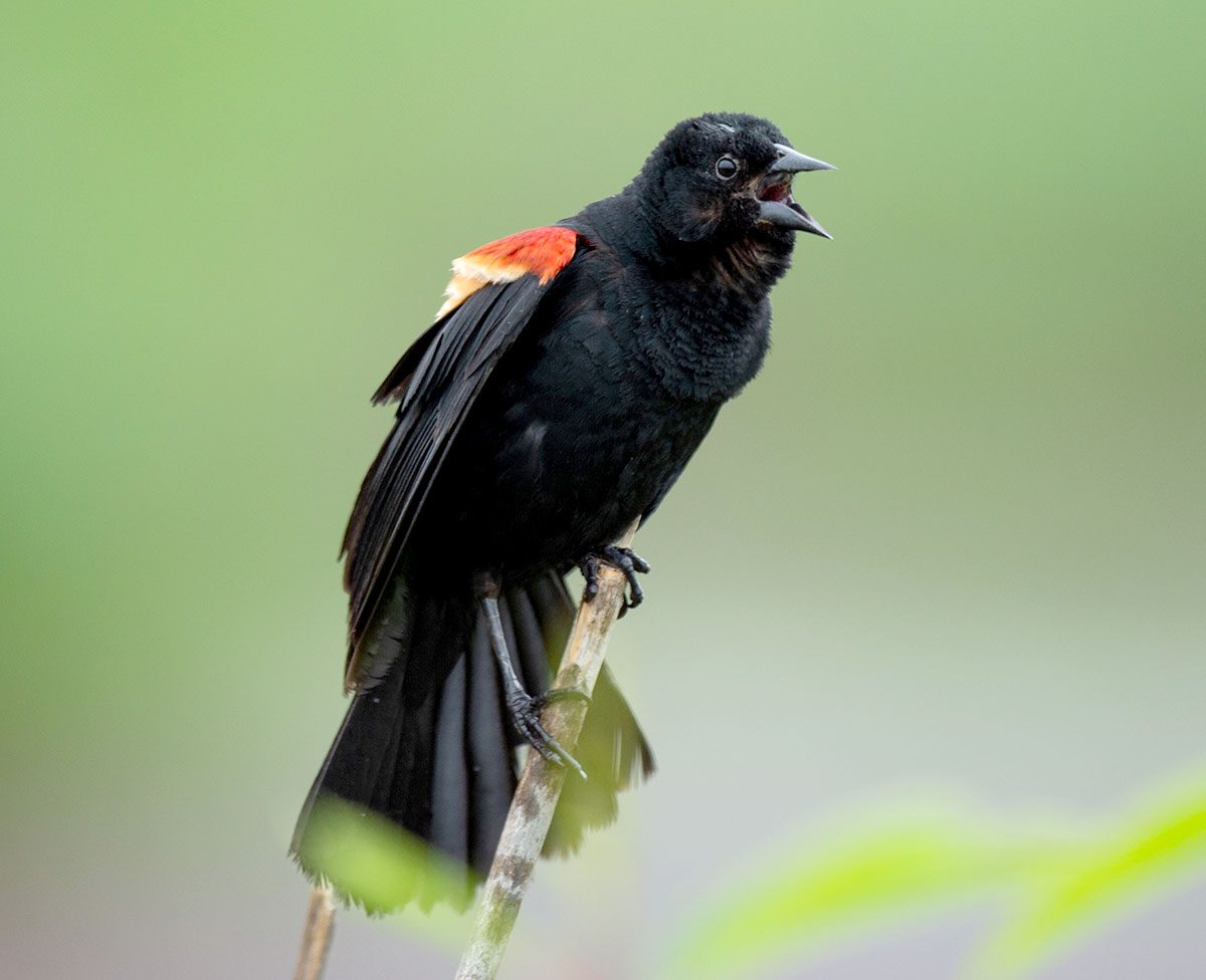 Red-winged Blackbird by by Ray Hennessy