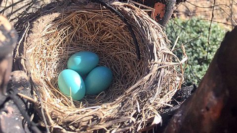 An early January attempt sets a NestWatch record for earliest American Robin nest. Photo by Zina Horne.