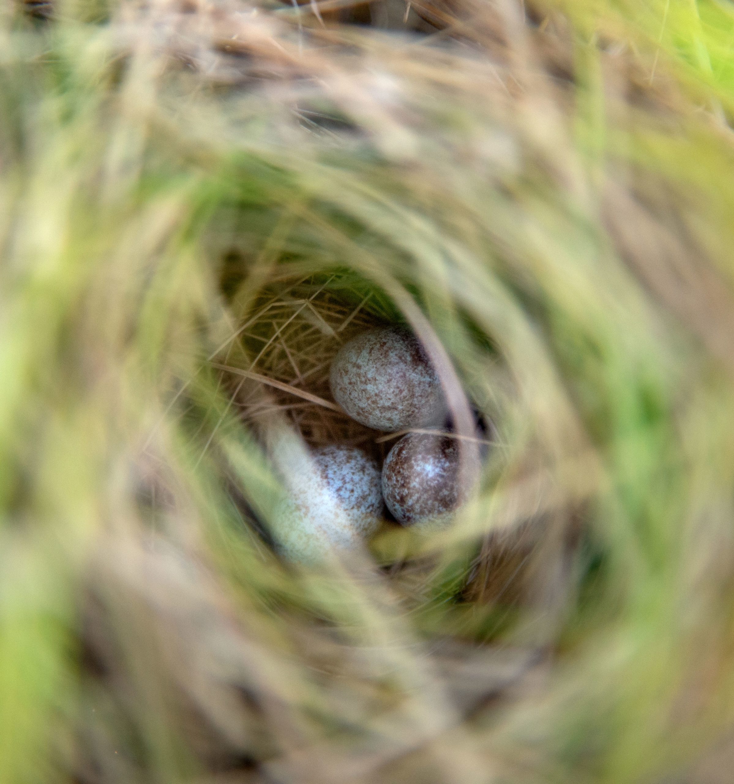 Saltmarsh Sparrow eggs by Ray Hennessy