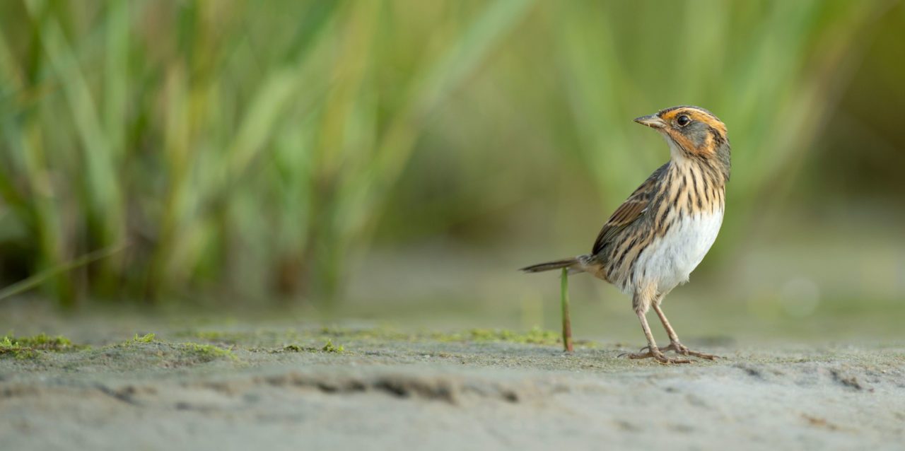 Saltmarsh Sparrow by Ray Hennessy